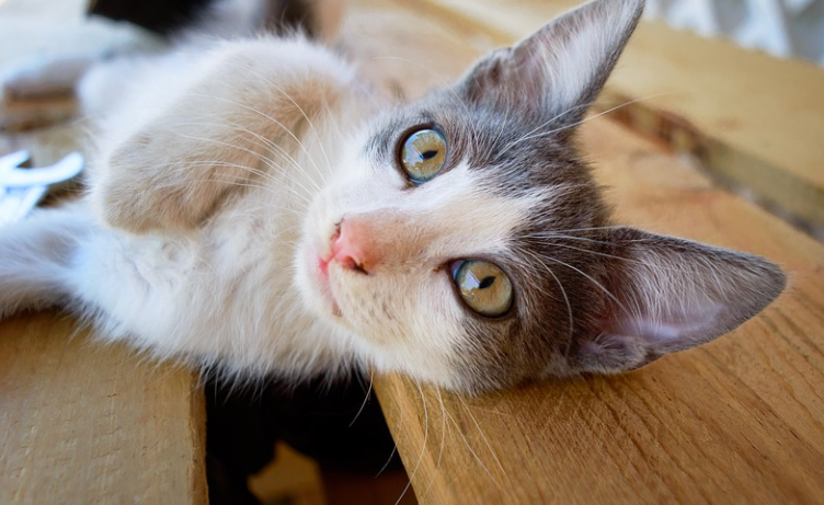 Cat's Idle Behavior