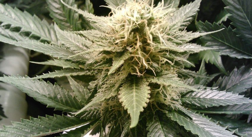 hemp plant