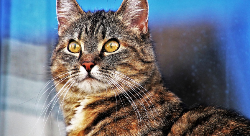 cat